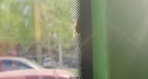 Таракан в автобусе.
