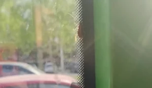 Таракан в автобусе.