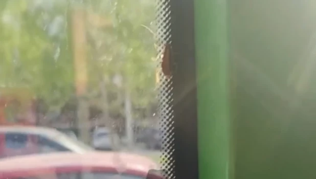 Таракан в автобусе.