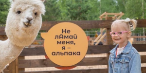 Альпаки.