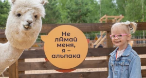 Альпаки.