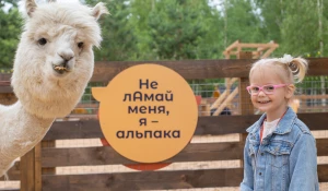 Альпаки.