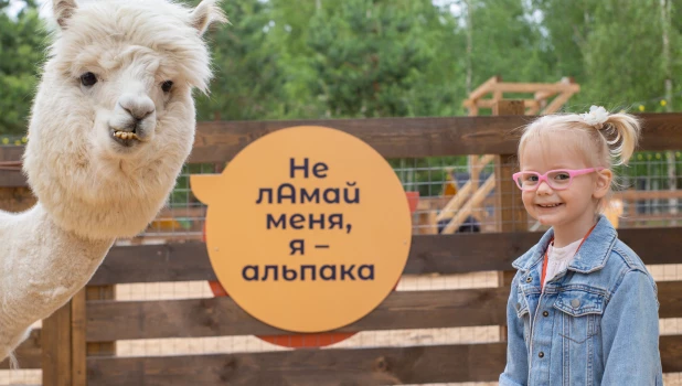Альпаки.