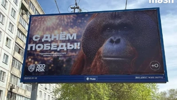 Орангутан Бату на баннере.