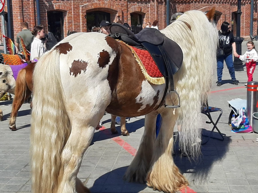 Пони. 