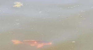 В «Изумрудном» карпов плохо видно из-за мутной воды.