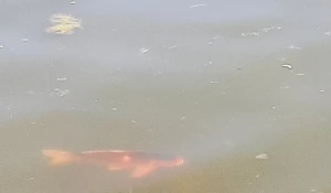 В «Изумрудном» карпов плохо видно из-за мутной воды.