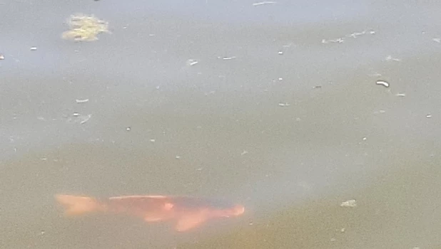 В «Изумрудном» карпов плохо видно из-за мутной воды.