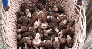 Грибы в Алтайском крае.