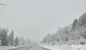Майский снегопад на Алтае. 