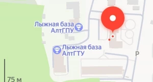 Парковка посреди соснового бора в Барнауле.