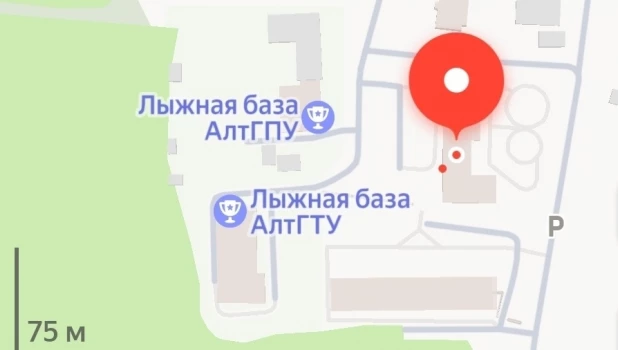 Парковка посреди соснового бора в Барнауле.