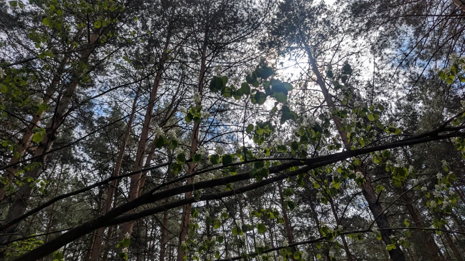 В лесу.