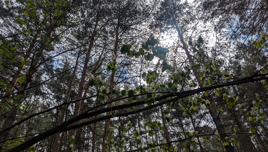 В лесу.