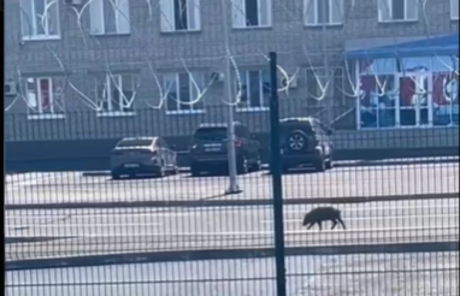 У аэропорта Барнаула заметили дикого кабана.