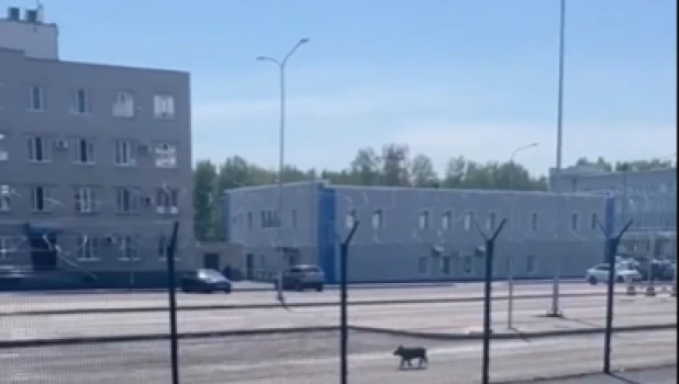 У аэропорта Барнаула заметили дикого кабана.