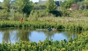 Лось в пруду.