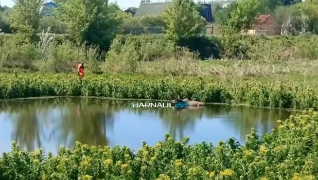 Лось в пруду.