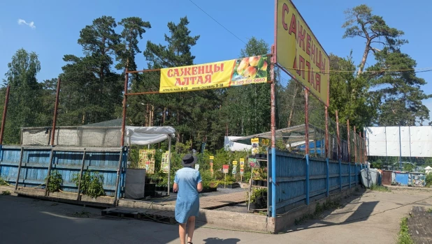 «Саженцы Алтая»