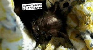 Кот Микроб.