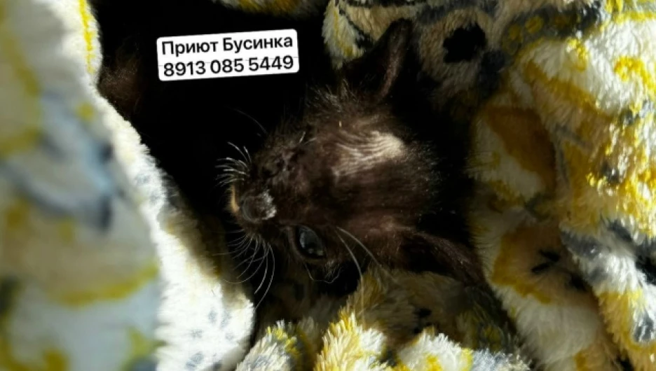 Кот Микроб.