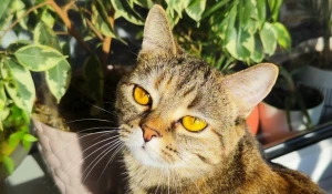 кошка Буся