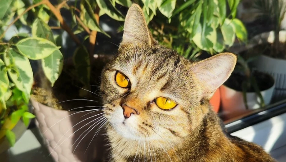 кошка Буся