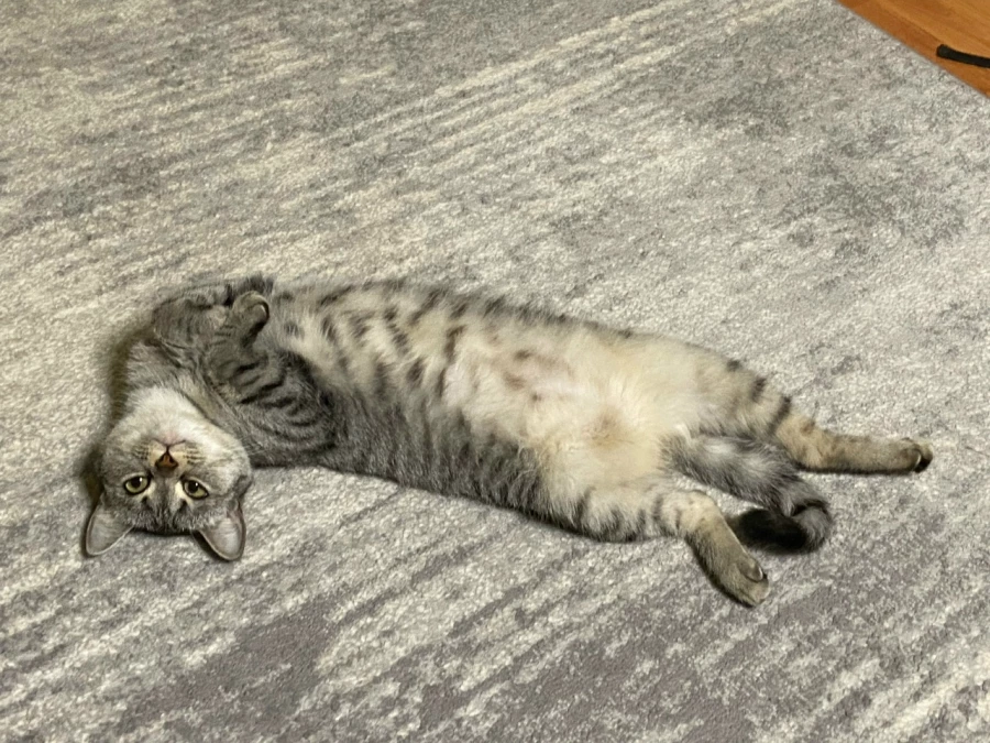 Кошка Соня