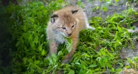 Животных в Барнаульском зоопарке спасают от жары.
