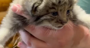 Котят манула Пепе из Барнаула показали в Ленинградском зоопарке