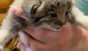 Котят манула Пепе из Барнаула показали в Ленинградском зоопарке