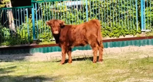 Бусинка.