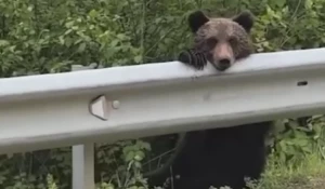 Медвежата
