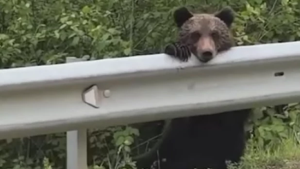 Медвежата