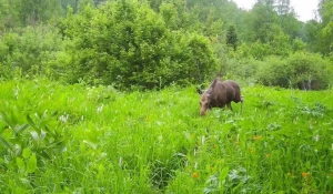 Краснокнижные виды