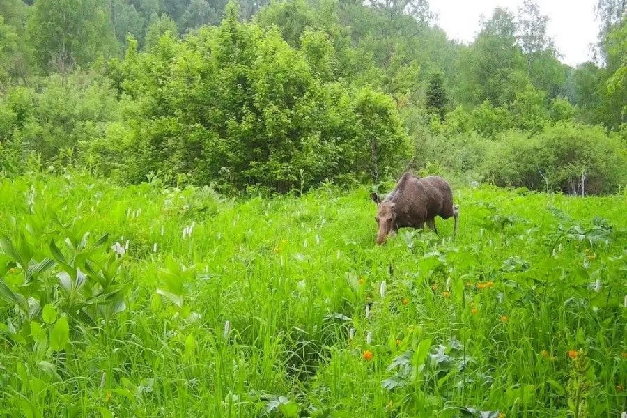 Краснокнижные виды