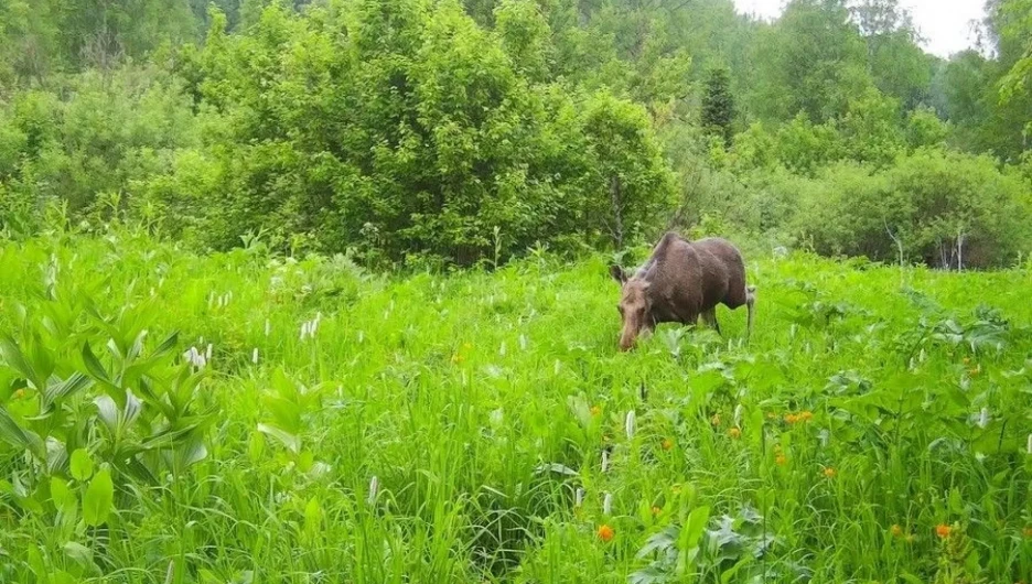 Краснокнижные виды