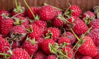 Не июль, а малина  с ежевикой! Как вырастить ароматную и вкусную ягоду