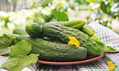 Хрустим до самой осени: как продлить плодоношение огурцов
