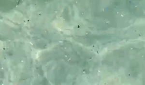 Мусор на морском дне