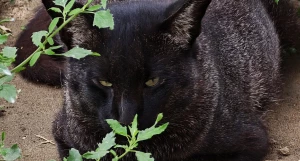 Кот Бегемот