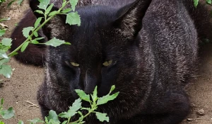 Кот Бегемот