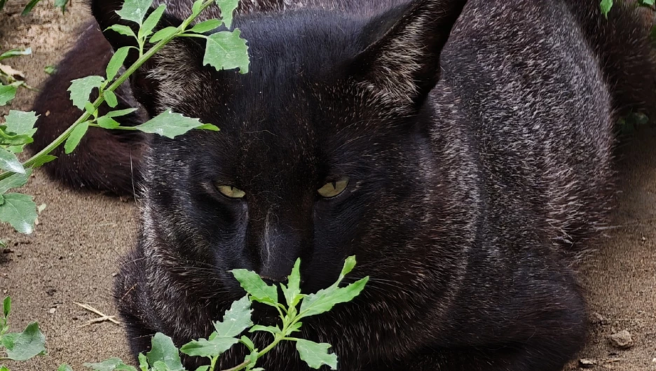 Кот Бегемот