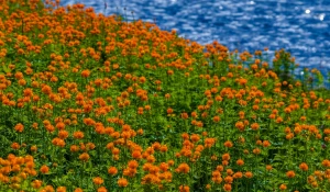Купальница азиатская в июле
