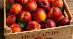 Нектарины