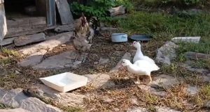 Гадюка на кордоне