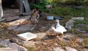 Гадюка на кордоне