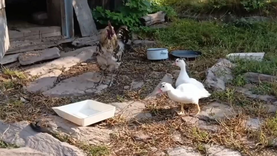 Гадюка на кордоне