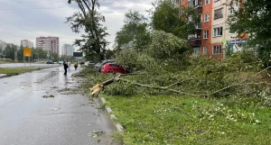 Шторм повалил деревья в Барнауле