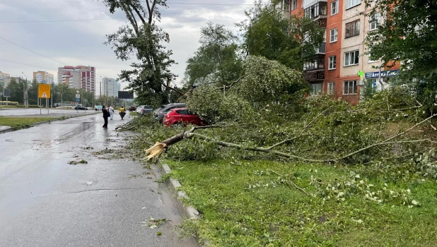 Шторм повалил деревья в Барнауле